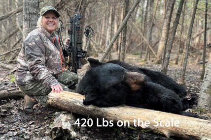 434 lb Manitoba Bear