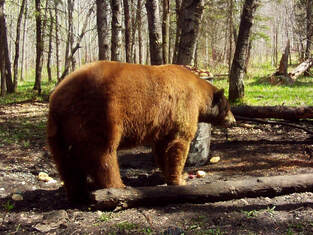 Trophy Manitoba Bear Hunts